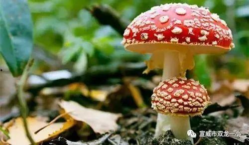 17c吃瓜黑料蘑菇视频在线,蘑菇视频背后的真相大起底